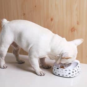 PETKIT FRESH Smart Bowl - Dairy Cow