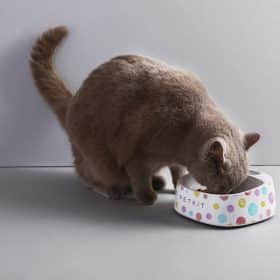 PETKIT FRESH Smart Bowl - Ballon